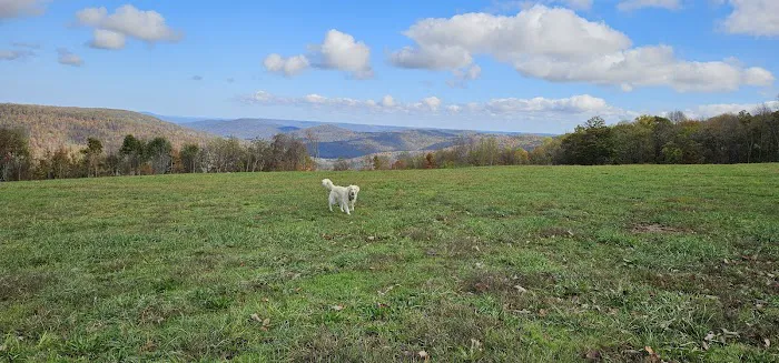 Grand View Cabins and RV Park Picture 4