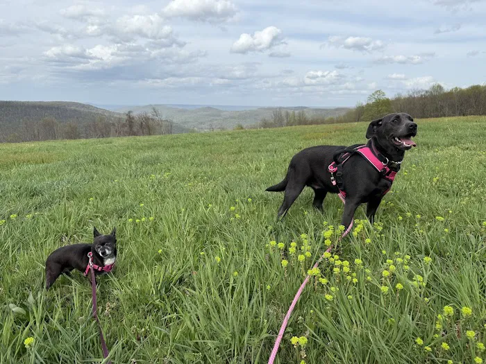 Grand View Cabins and RV Park Picture 10