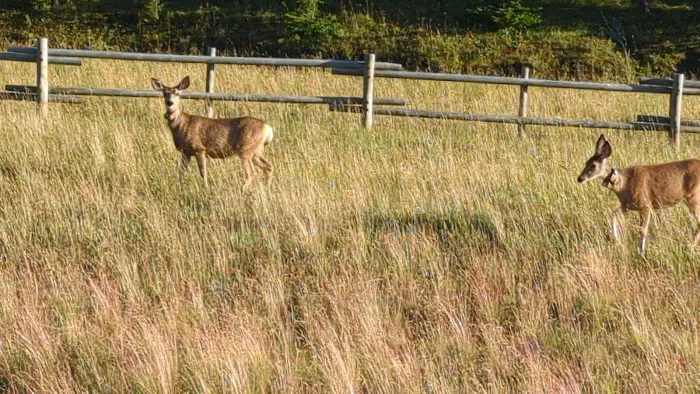 North Tongue Campground Picture 2