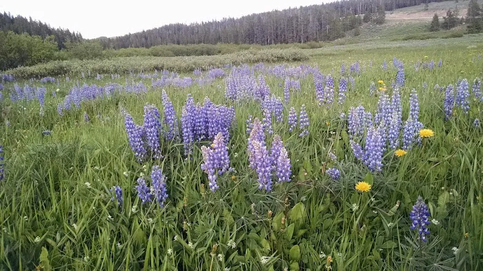 North Tongue Campground Picture 1