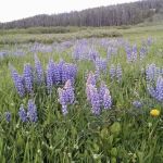 North Tongue Campground