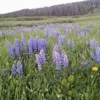 North Tongue Campground ico