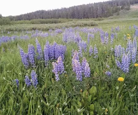 North Tongue Campground