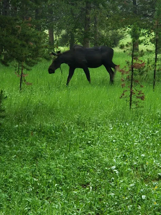 Prune Creek Picture 6