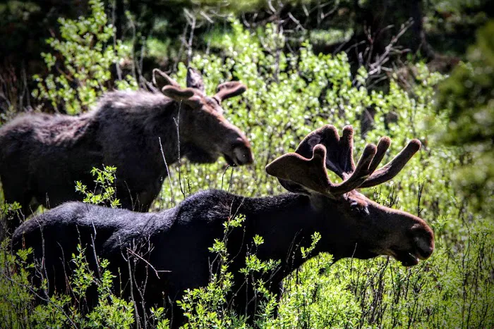 Prune Creek Picture 10