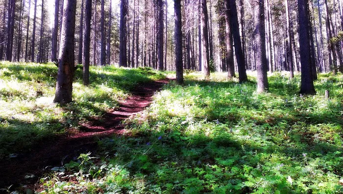 Prune Creek Picture 3