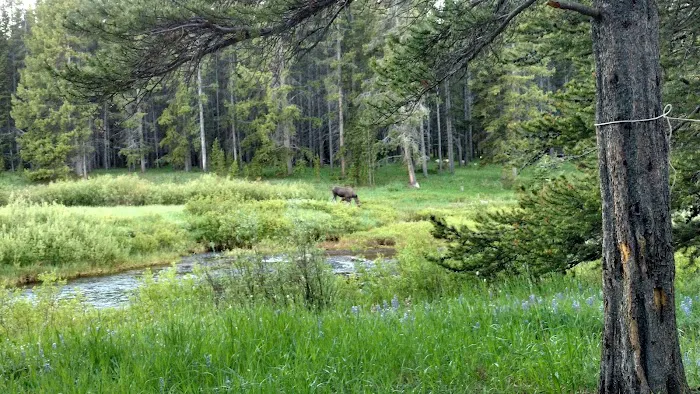 Prune Creek Picture 7