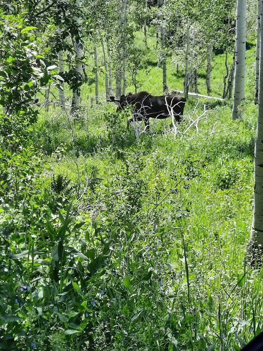 Brighton Meadows Recreation Camp Picture 8