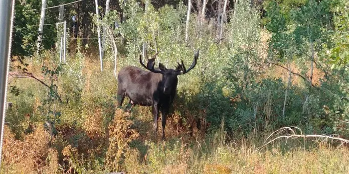 Murray South Mountain Camp/Friendship Meadows Picture 1