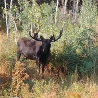 Murray South Mountain Camp/Friendship Meadows ico