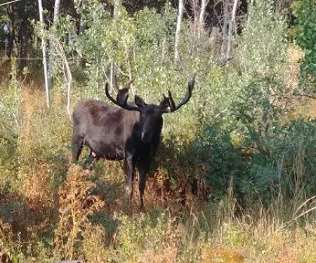 Murray South Mountain Camp/Friendship Meadows