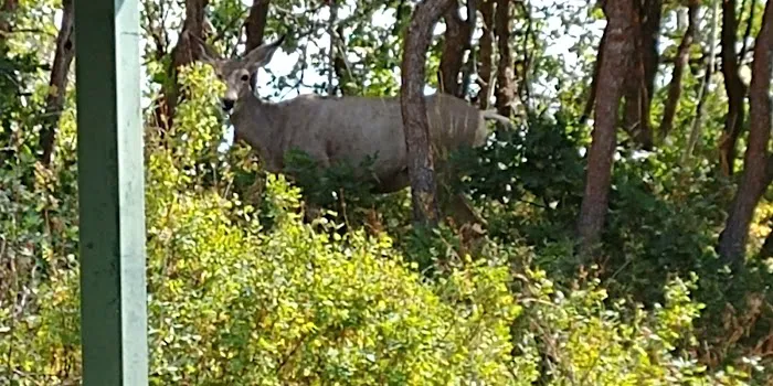 Murray South Mountain Camp/Friendship Meadows Picture 3