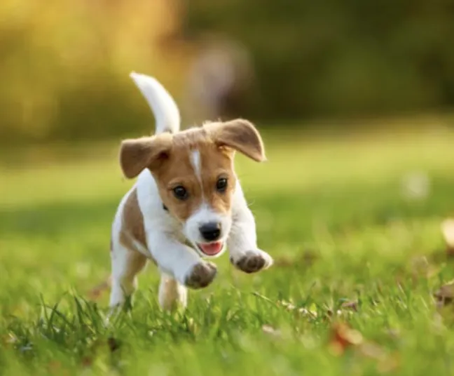 Camp Everett Picture 5