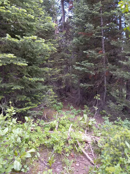 Jordan Pines Group Campground Picture 10