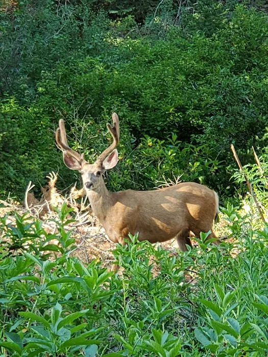 Spruces Campground Picture 3