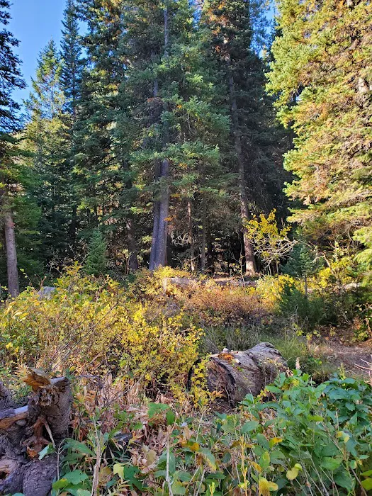 Spruces Campground Picture 7