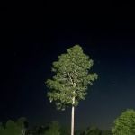 Curt's Campsites RV Park