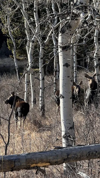 Halfmoon Campground Picture 5