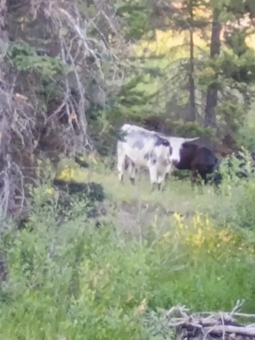 Shields River Campground Picture 1