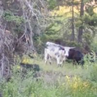 Shields River Campground ico