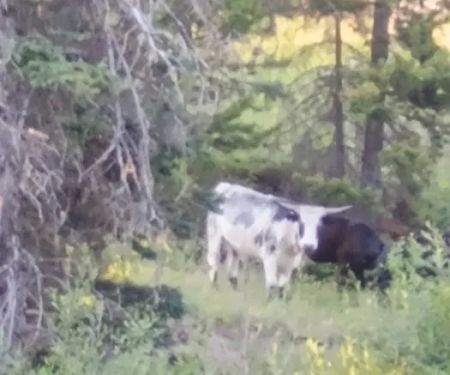 Shields River Campground