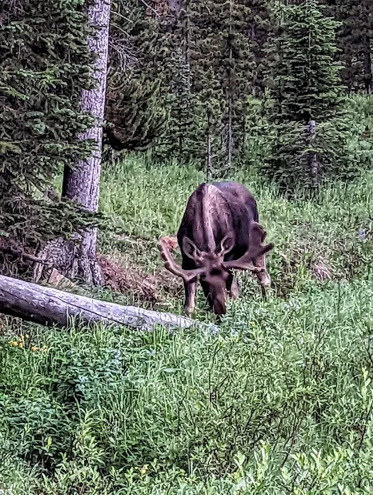 Sibley Lake Campground Picture 2
