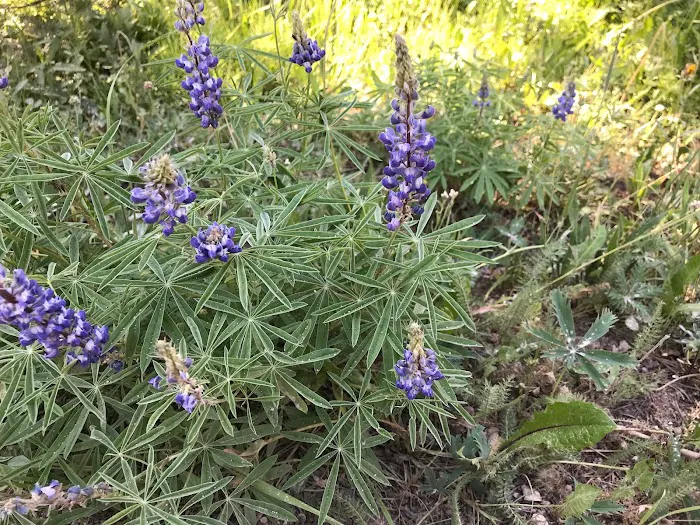 Sibley Lake Campground Picture 10