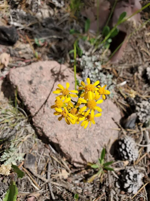 Tie Flume Campground Picture 2