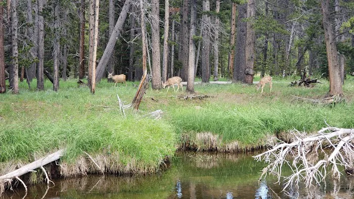 Dead Swede Campground Picture 1