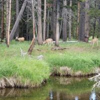 Dead Swede Campground ico