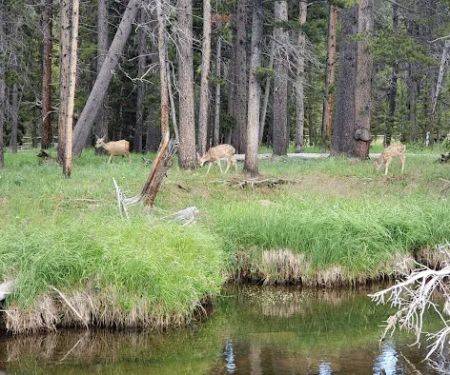 Dead Swede Campground