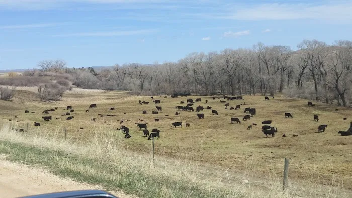 Tongue River Campground Picture 6