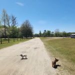 Millen RV Park & Campground