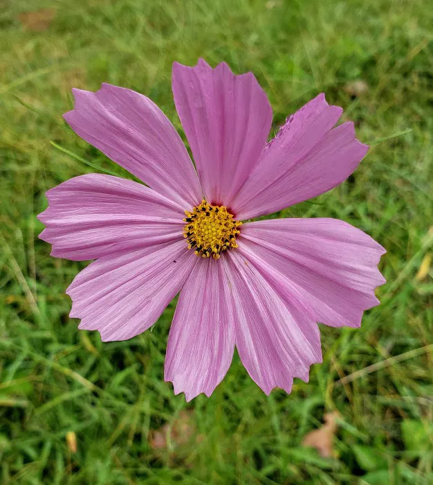 Mountain View Mobile Home & RV Park Picture 6