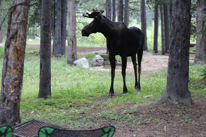 East Fork Campground Picture 4