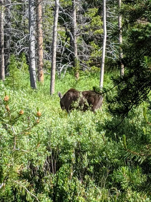 East Fork Campground Picture 7