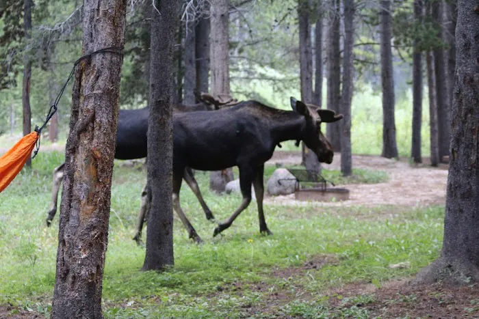 East Fork Campground Picture 1