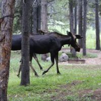 East Fork Campground ico