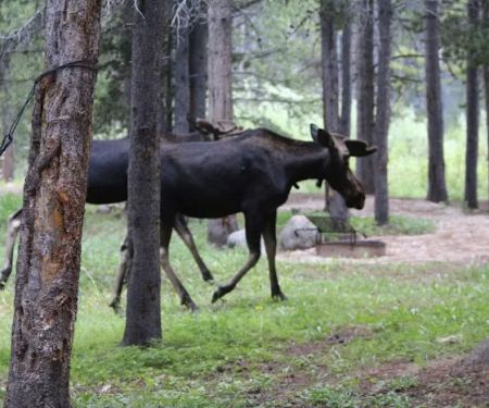 East Fork Campground
