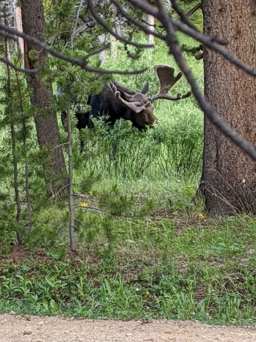 East Fork Campground Picture 5