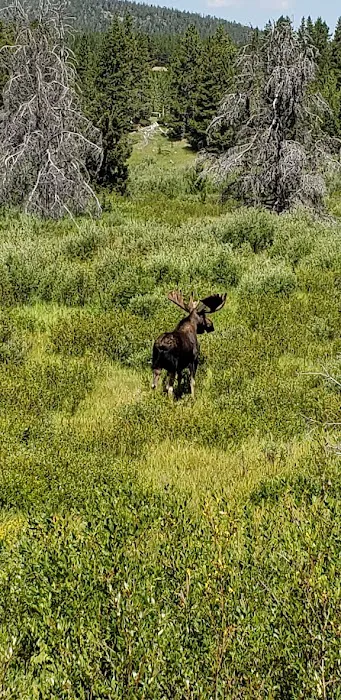 East Fork Campground Picture 2