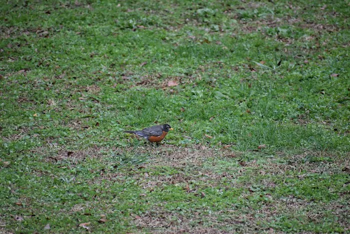 Cartersville Picture 9