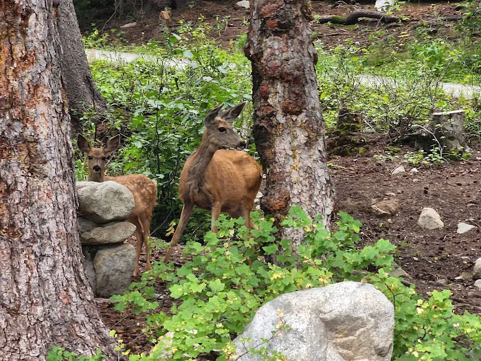 Redman Campground Picture 10