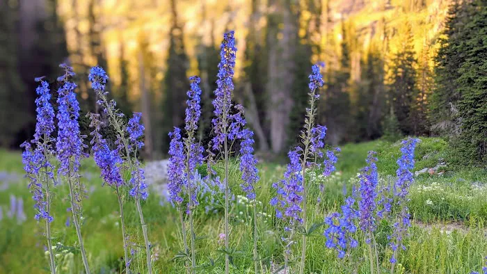 Albion Basin Campground Picture 1