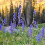 Albion Basin Campground