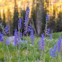 Albion Basin Campground ico