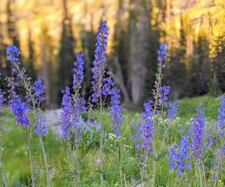 Albion Basin Campground