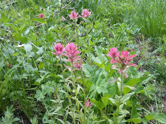 Albion Basin Campground Picture 8