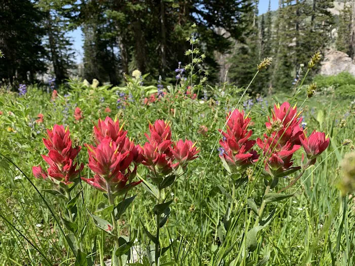 Albion Basin Campground Picture 10