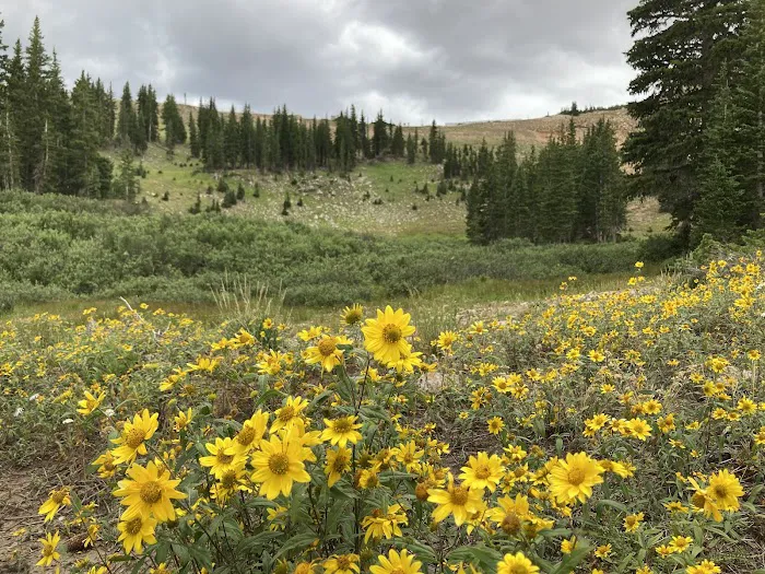 Albion Basin Campground Picture 7